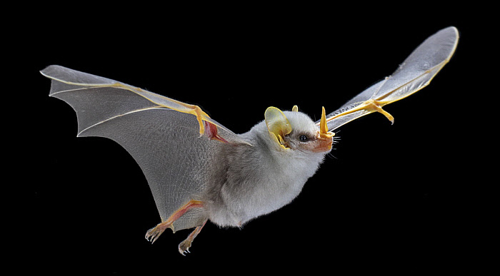 white bat 0.jpg