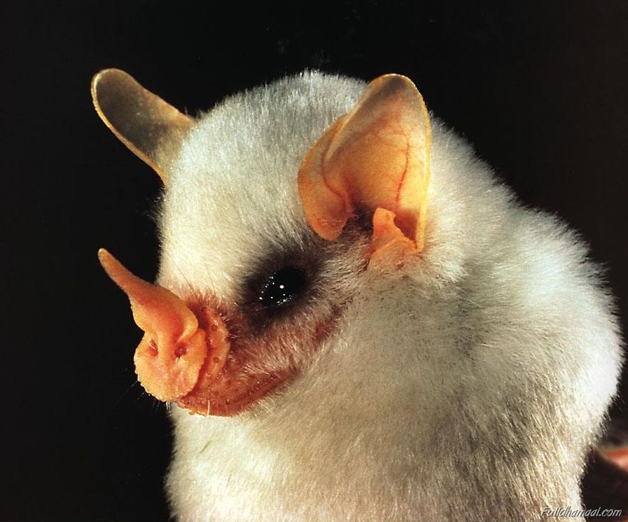 white bat 1.jpg