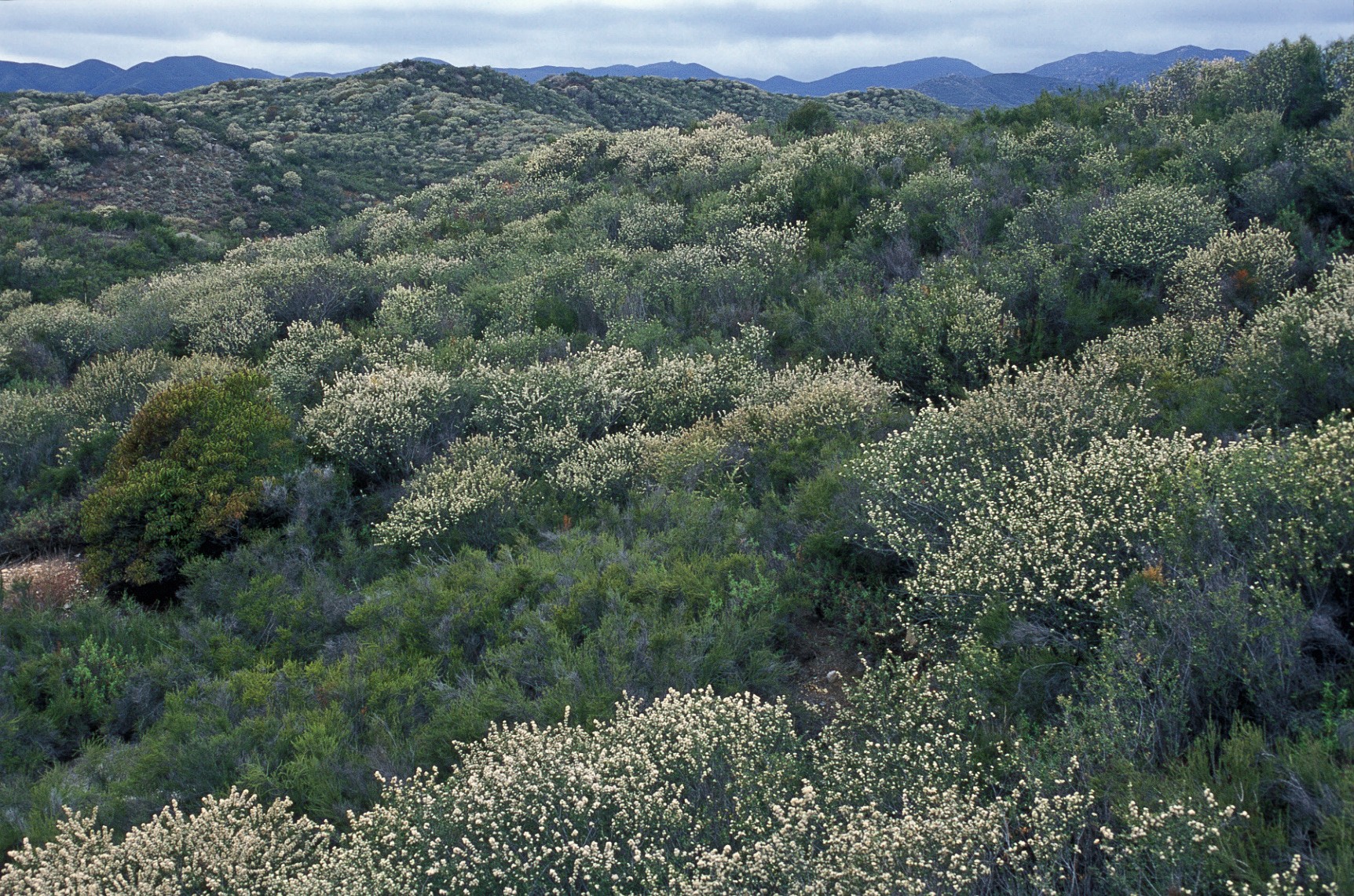 white-ceanothus-lr.jpg