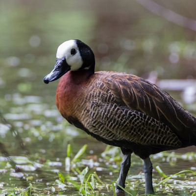 White-Faced-Whistling-Duck-Henry-Vilas-Zoo.jpg