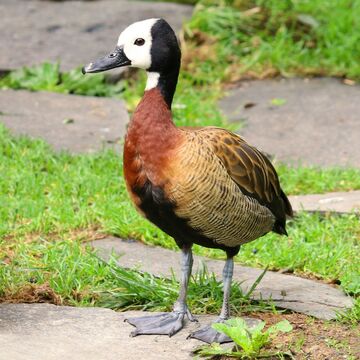 White-faced-whistling-ducks_04.jpg