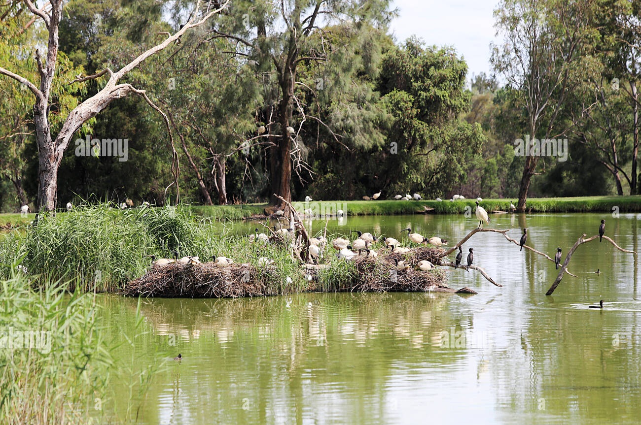 white-ibises-from-taronga-western-plains-zoo-in-dubbo-australia-JD98WF.jpg
