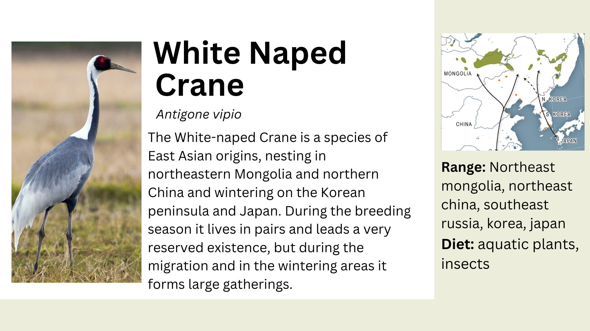 white naped crane info.png