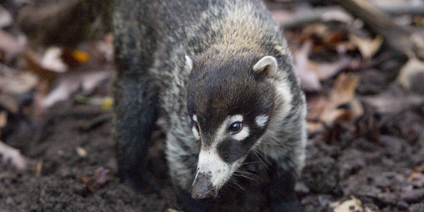 White-Nosed Coatimundi.jpg