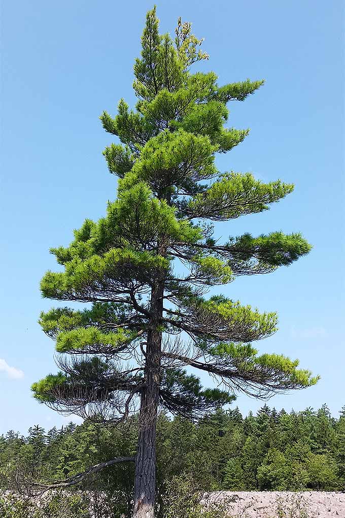 White-Pine.jpg