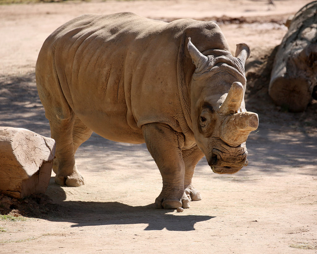 white-rhino-horn-5.jpg