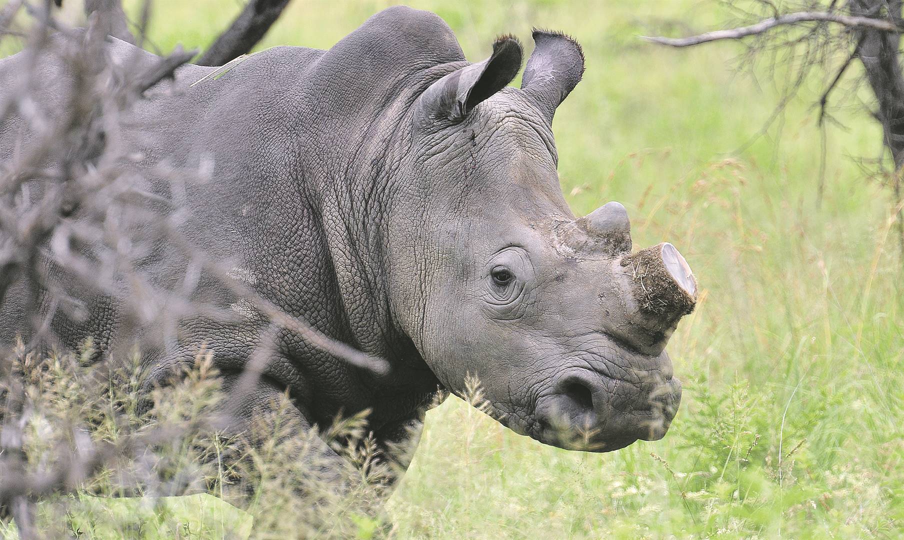 white-rhino-horn-7.jpg