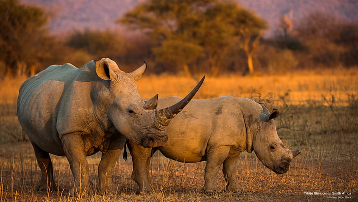 white-rhinoceros-south-africa-wallpaper-preview.jpg