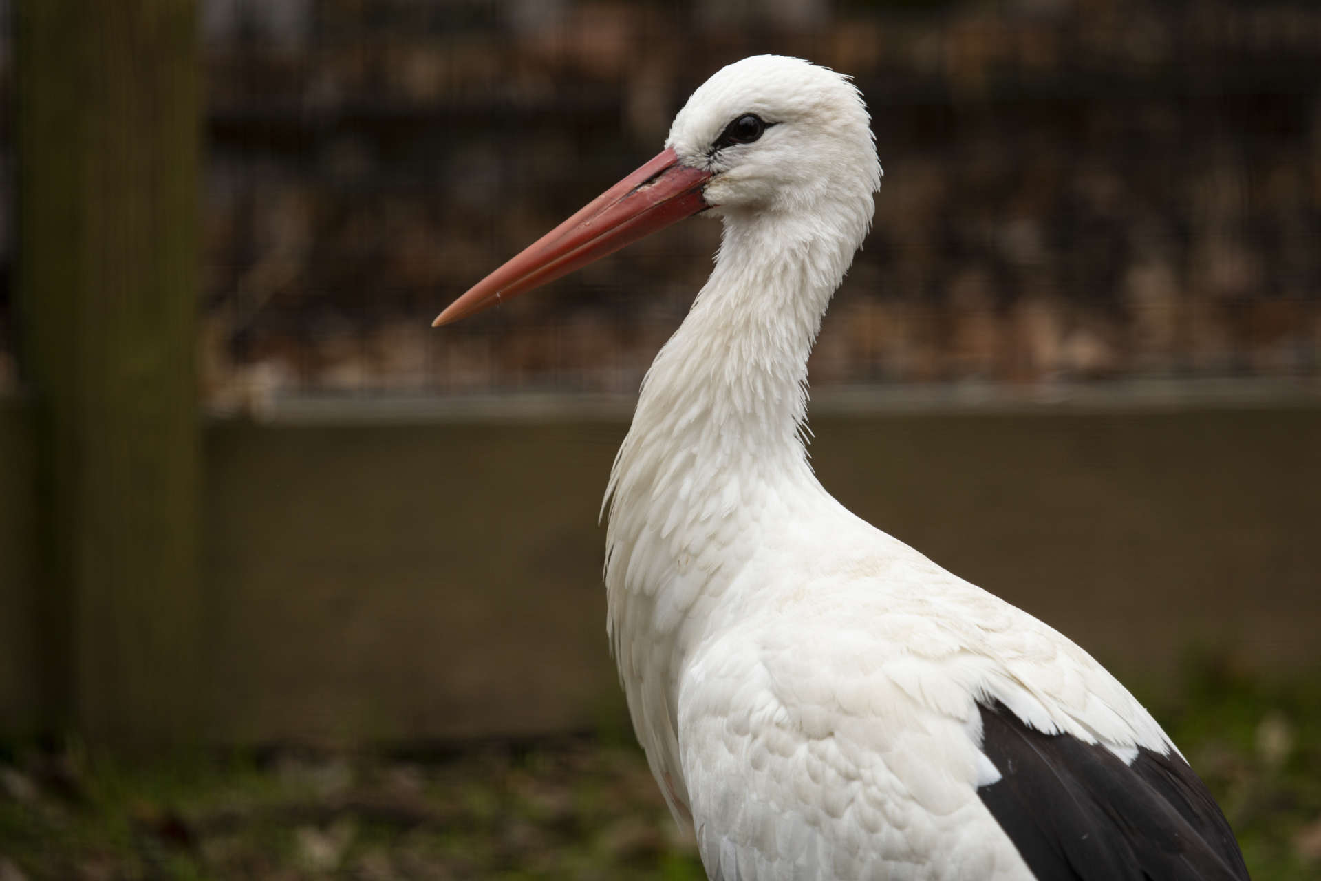 whitestork_betty_ZA_9139.jpg