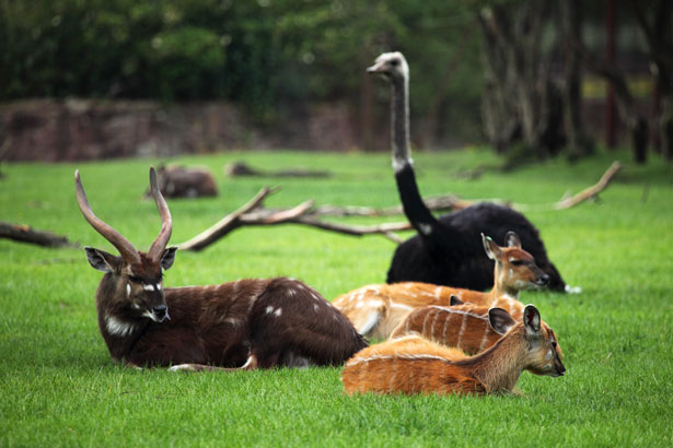 wild-animals-resting-112805803984HrT.jpg