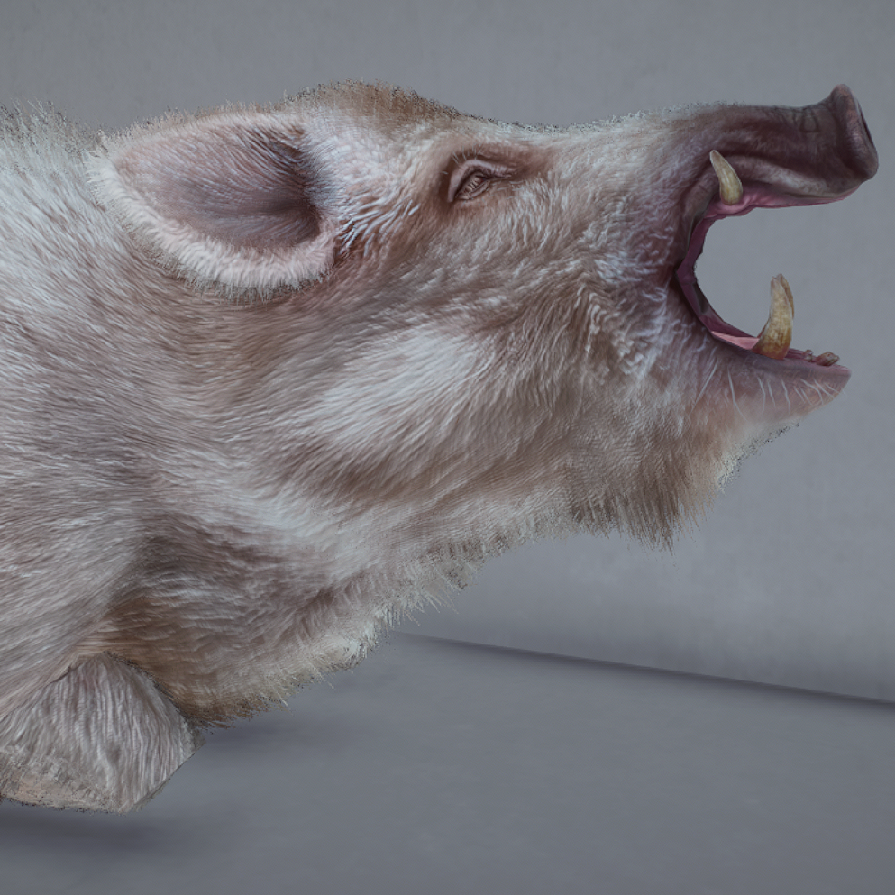 Wild Boar Avatar (Albino).png