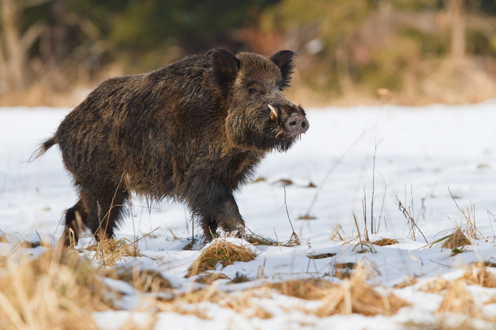wild-boar.jpg
