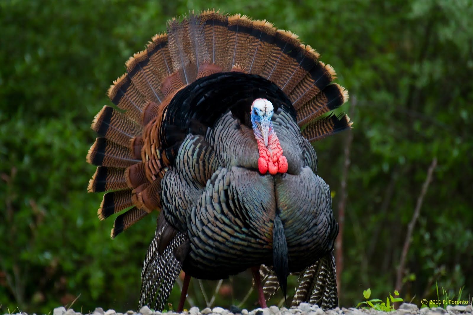 wild turkey.jpg