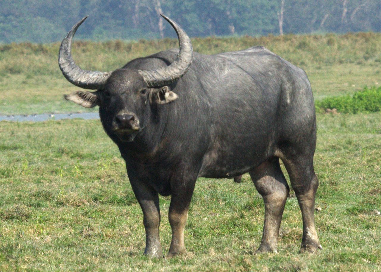 wild water buffalo.jpg
