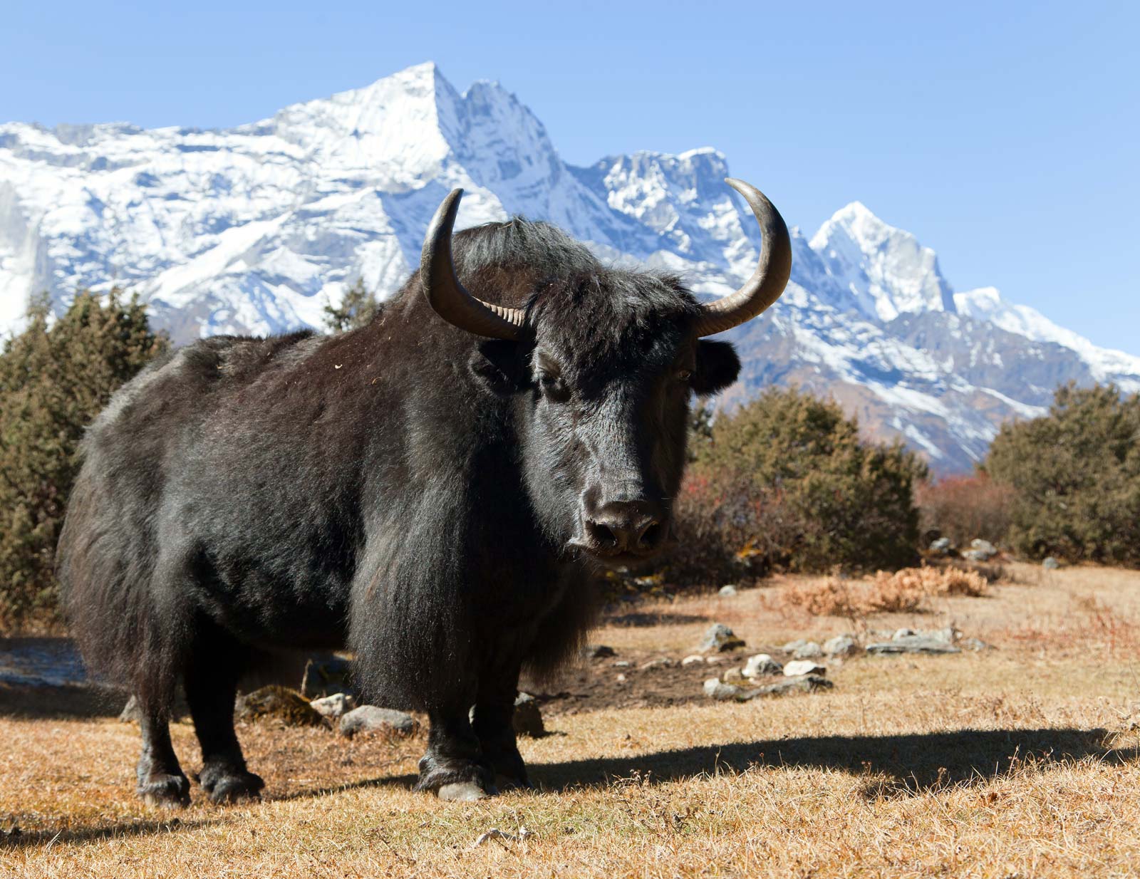 wild yak.jpg