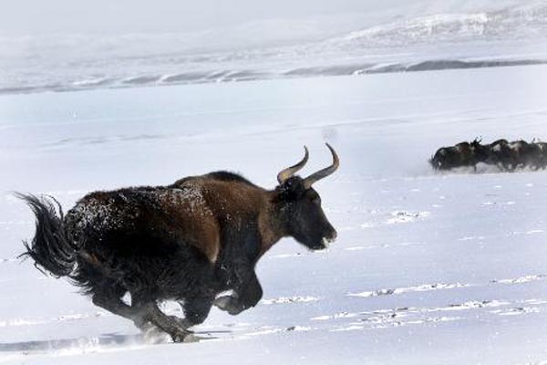WILD-YAK.jpg