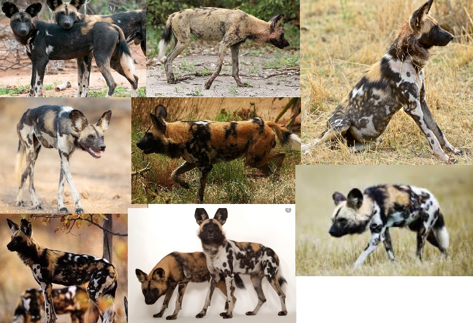 wilddog.jpg