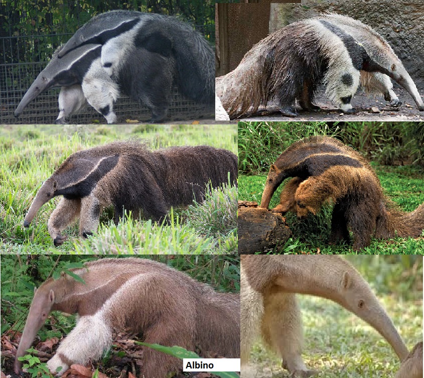 wilddog.jpg