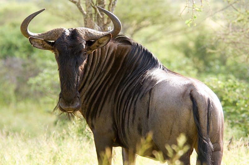 wildebeest9.jpg