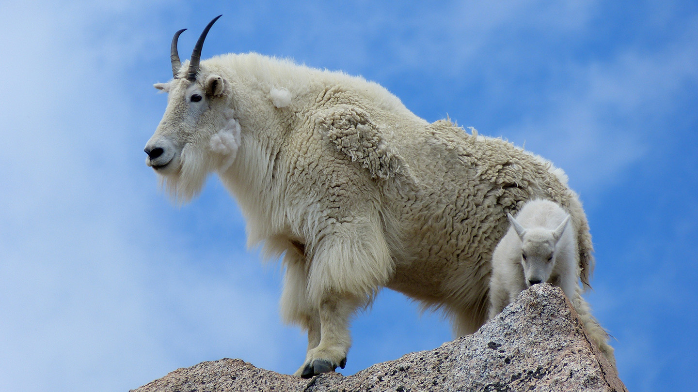 WILDLIFE-mountain-goat-web-arait-multimedia-01.jpg
