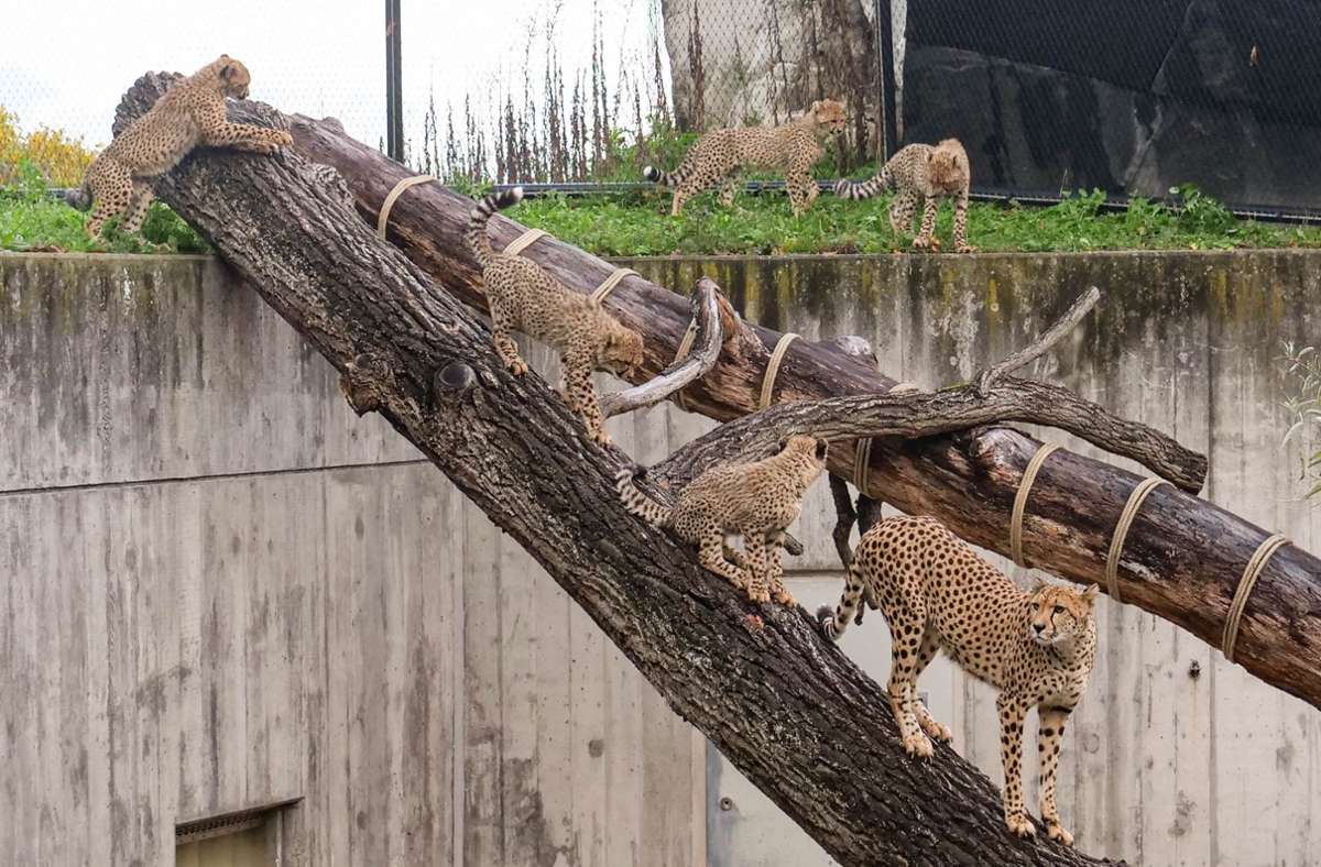 Wilhelma cheetah