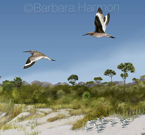 willets[1].jpg