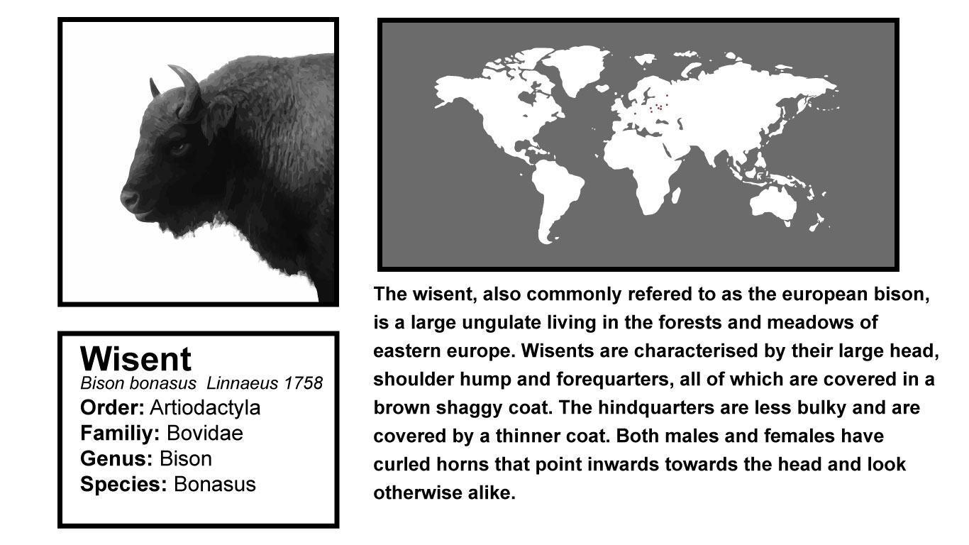 Wisent.jpg