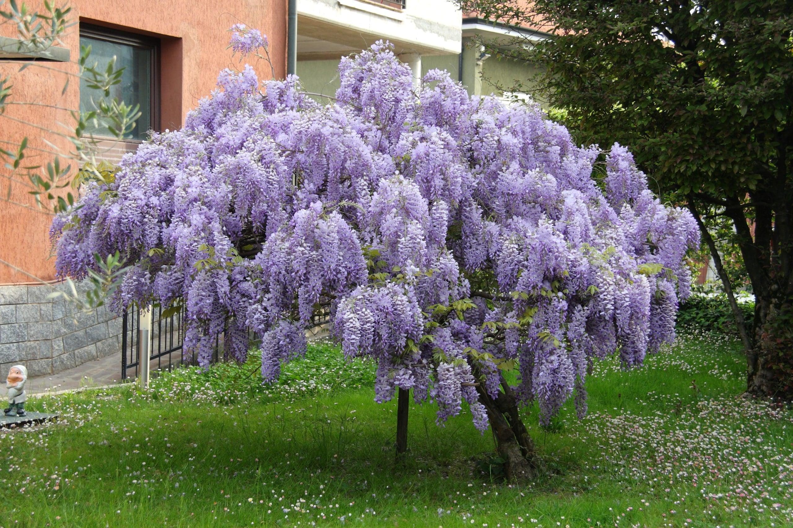 wisteria.jpg