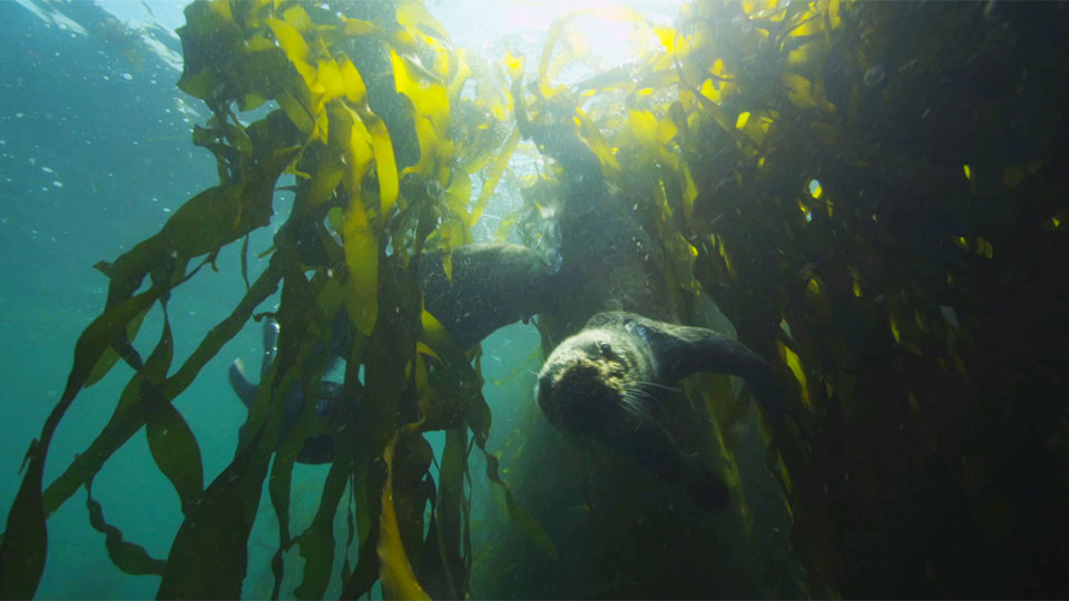 wk24-otters.jpg