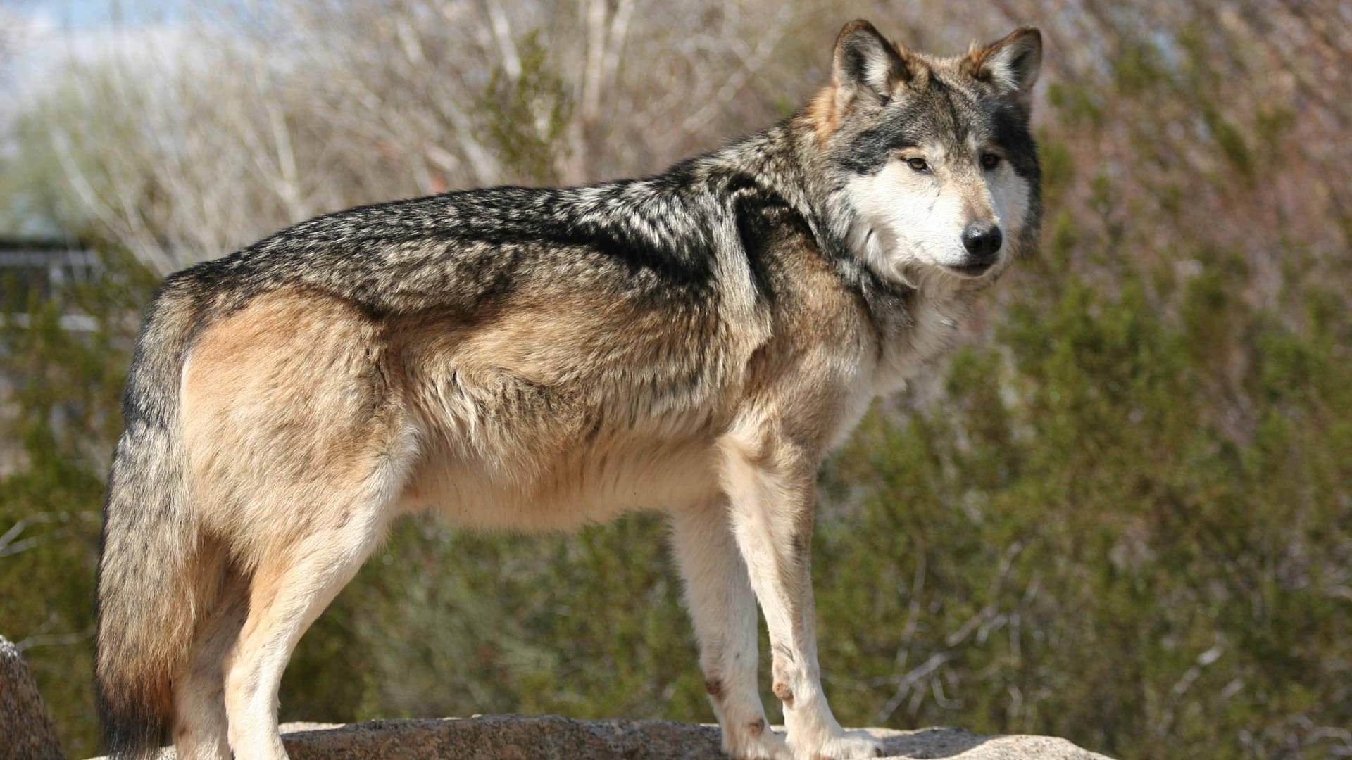 wolf (1).jpg