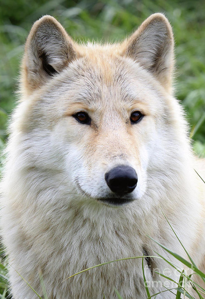 wolf-clipart-4.jpg