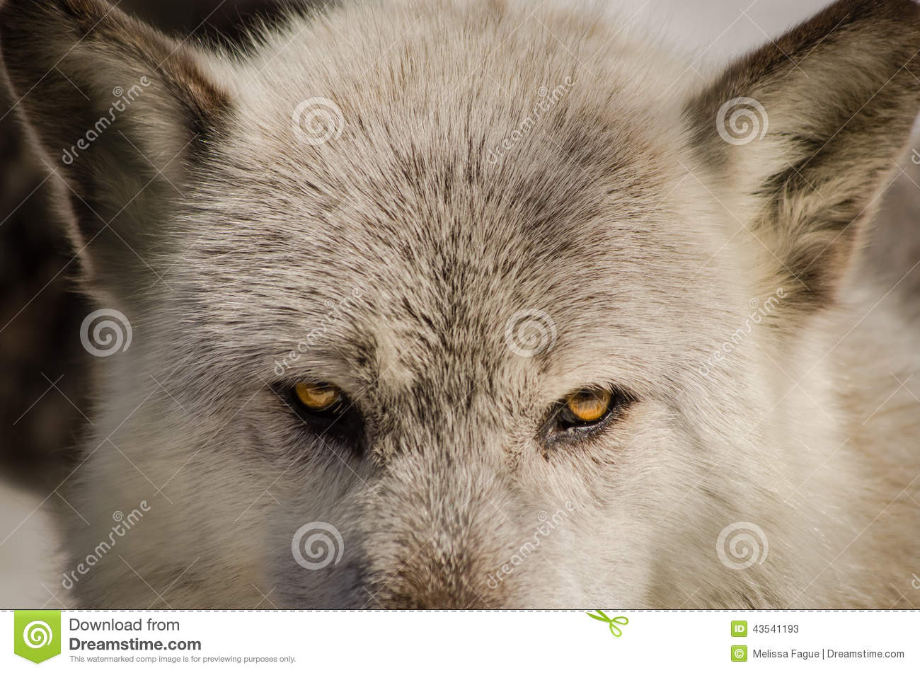 wolf-eyes-43541193.jpg