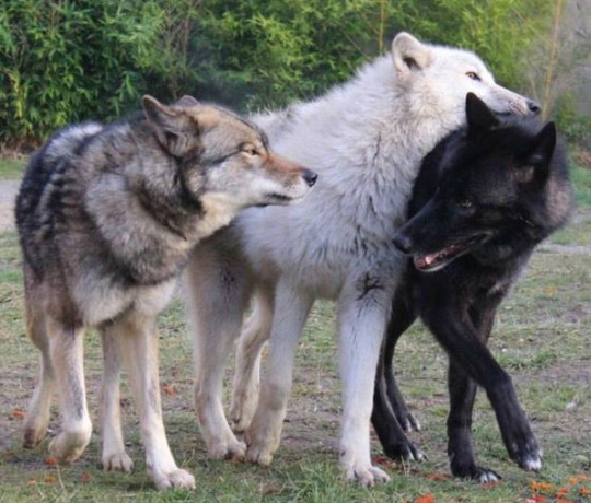 wolf.jpg