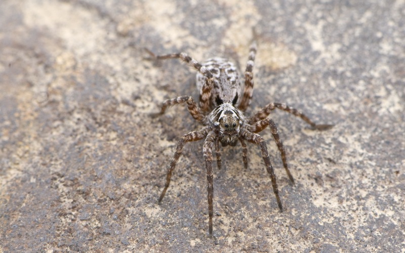 Wolf_spider_in_Alaska.jpg