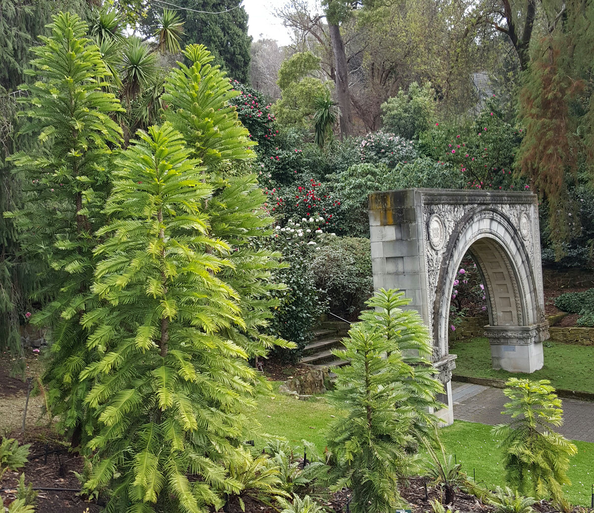 Wollemi-pines-in-the-RTBG-near-arch.jpg