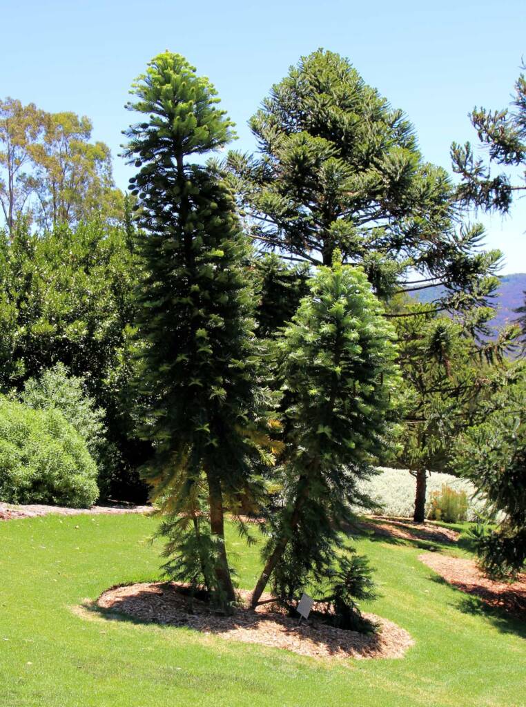 wollemi-pines-wollemia-nobilis-201611231185-762x1024.jpg