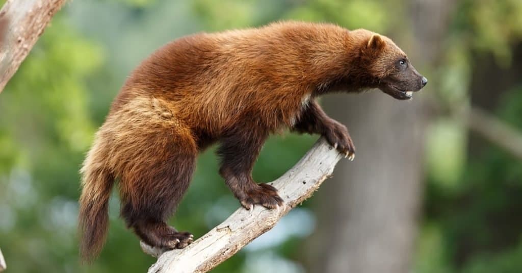 wolverine-1-1024x535.jpg