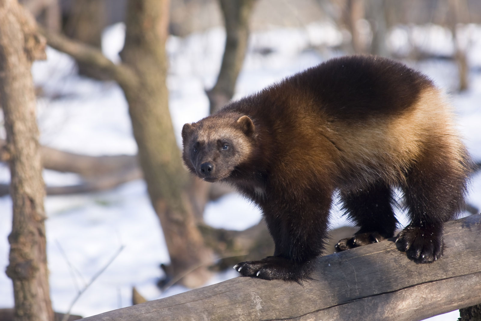 wolverine.jpg