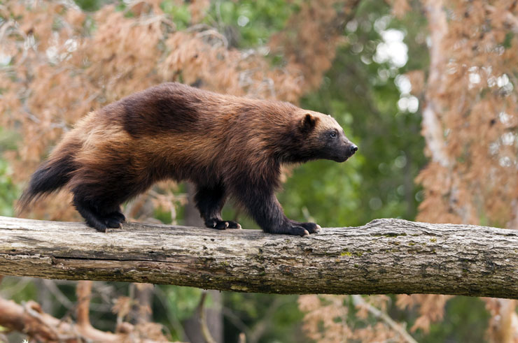 wolverine.jpg