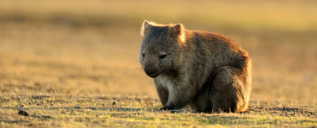 wombat.jpg