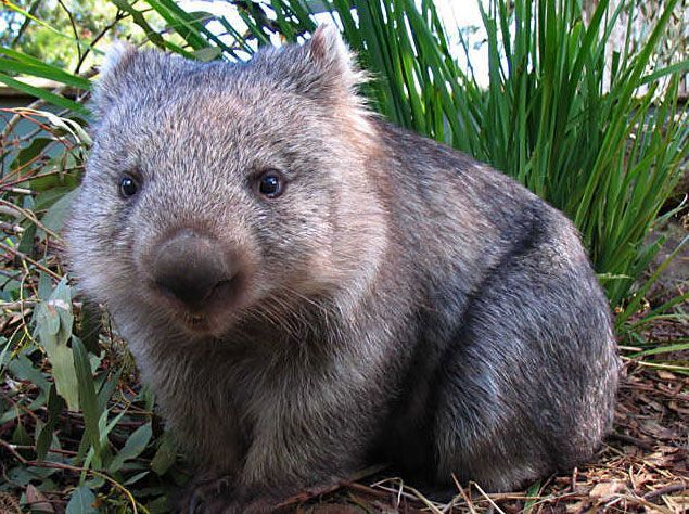 WOMBAT.jpg