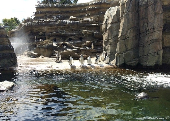 woodland-park-zoo-seattle-penguins.jpg