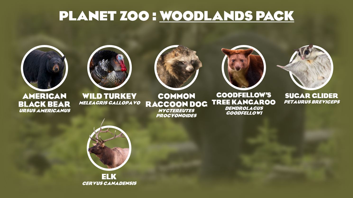 WoodlandsPack.JPG