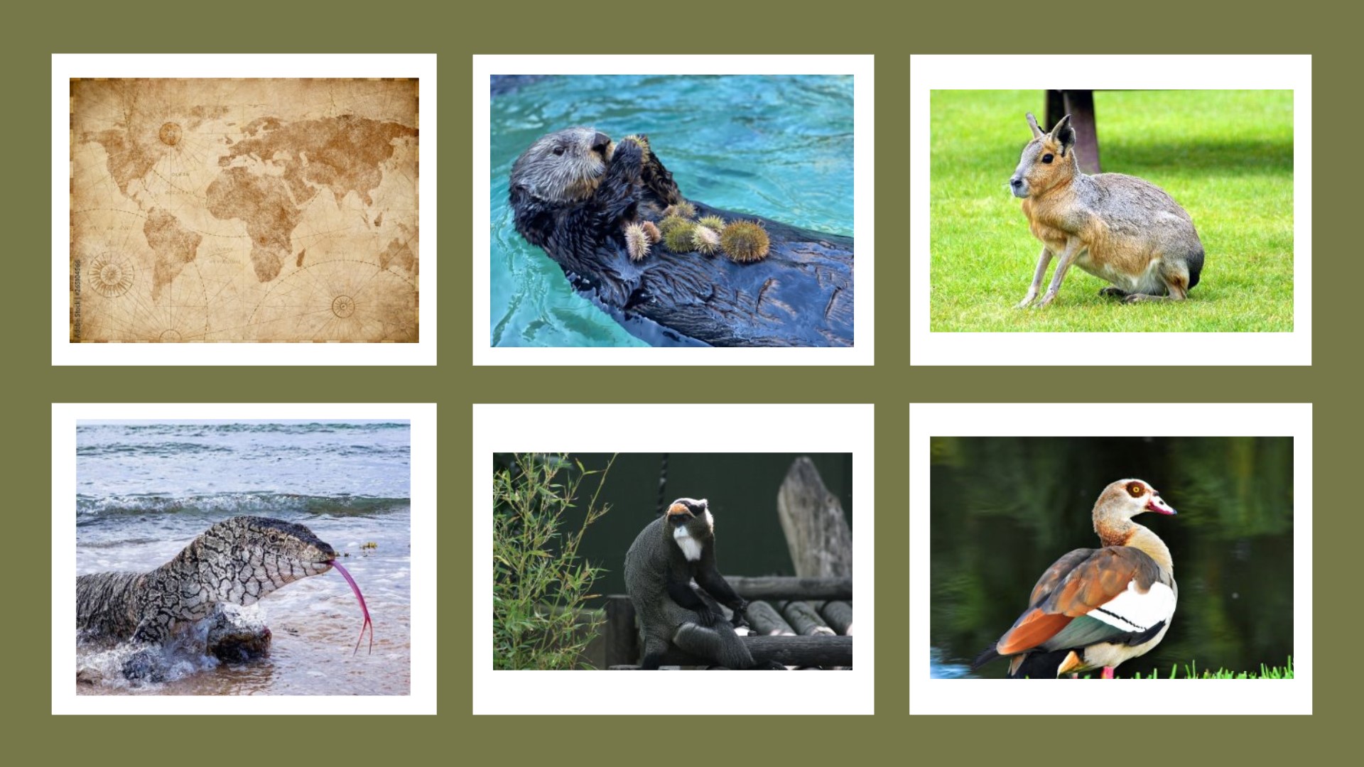 worldwide-wildlife-wonders-farewell-pack.jpg