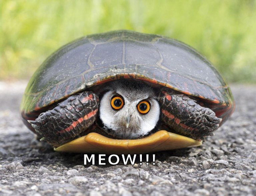 wtfcat.jpg