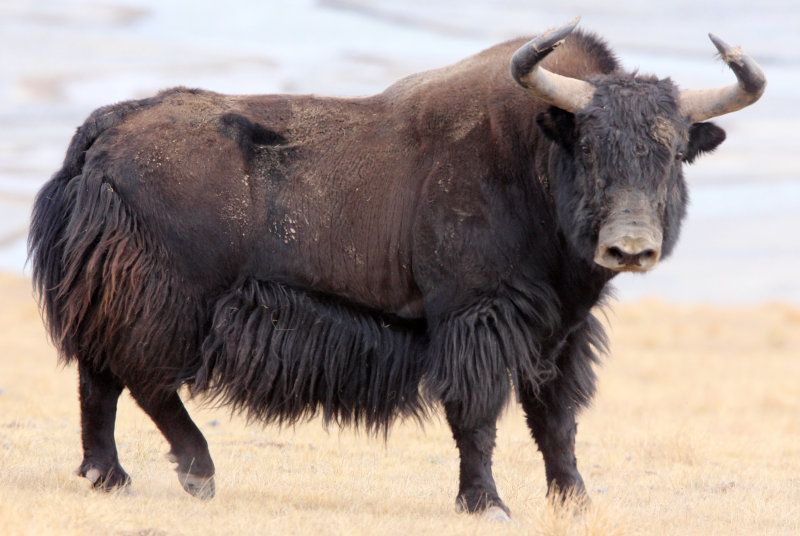 yak salvaje.jpg
