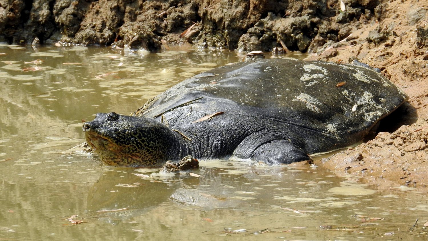 Yangtze giant softshell turtle.jpg