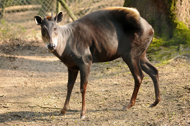 Yellow-Backed Duiker 02.jpg