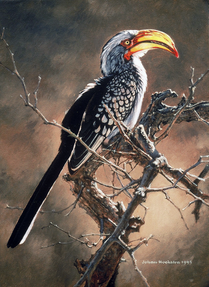 yellow-billed-hornbill-1995-johan-hoekstra-wildlife-art.jpg