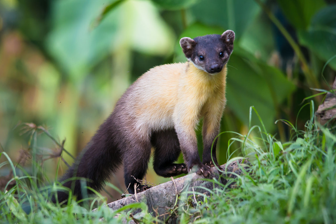 Yellow-throated marten.jpg